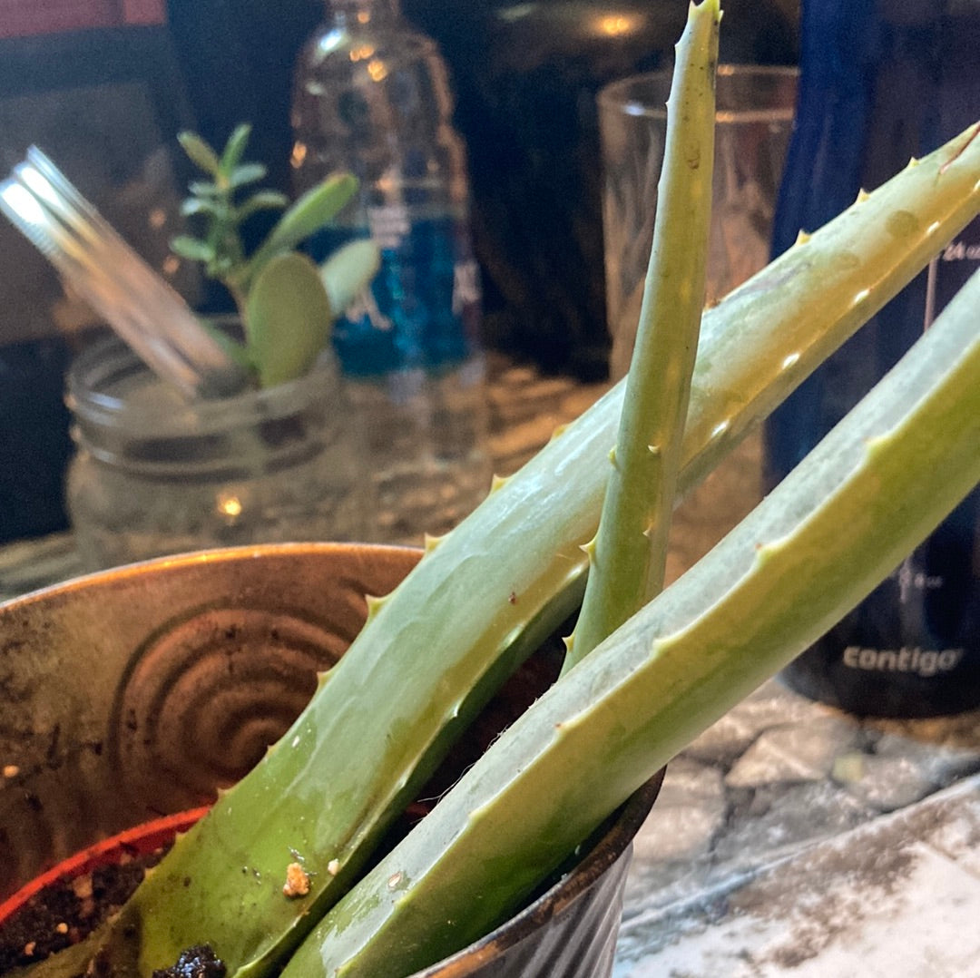 Aloe plants